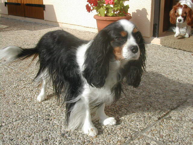 Pepsy de Coursières